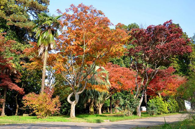 Ботанический сад Батуми, экскурсионный тур